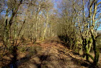 alter Landweg bei Kreershuschen