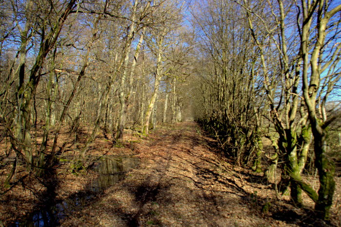 alter Landweg bei Kreershuschen