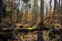 Soonwald