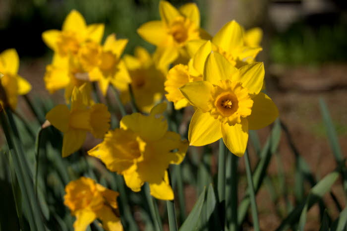 in Nachbars Garten