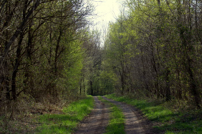 Anfang April im Soonwald