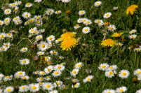 Gnseblmchen an der Mosel