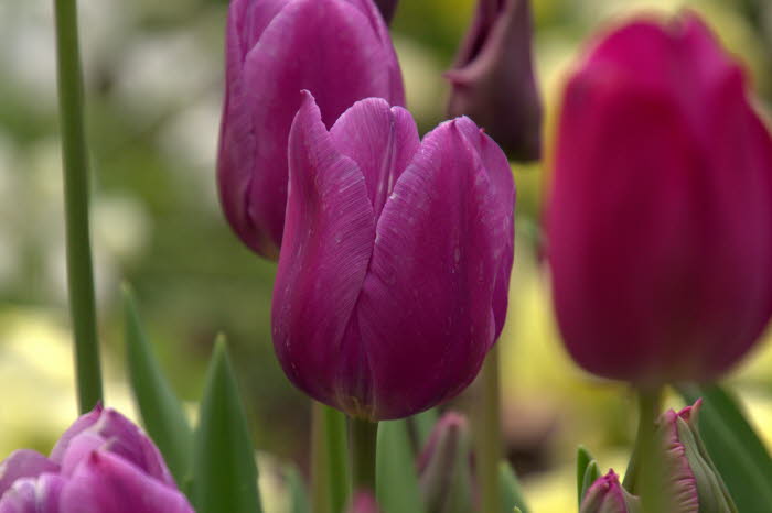 Tulpen am Rhein